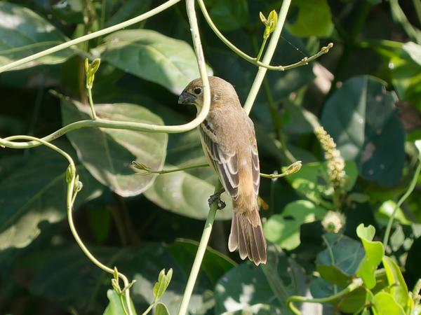 Roestnekdikbekje (Sporophila collaris)